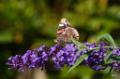 2015-08-01 vlinders in onze achtertuin